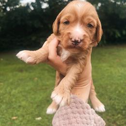 Blue Boy - Red  male Goldendoodle puppy in Richmond, Kentucky from The Doting Doodle