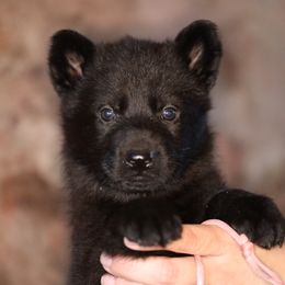 Ohana - Black female German Shepherd puppy in Augusta, West Virginia from Vom Haus Highlands