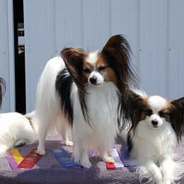 Papillons from CassiK'