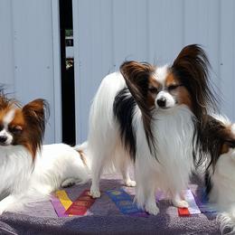 Papillons from CassiK'