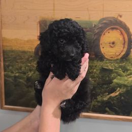 Cuby - Black Poodle puppy in Sonora, Kentucky from Little Land of Puppies