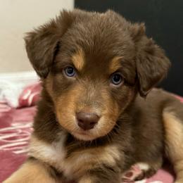 Moana - Red tri-color female Australian Shepherd puppy in East Hartford, Connecticut from CT Aussies