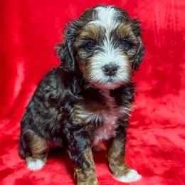 Diamond - Tri-color female Bernedoodle puppy in Bradenton, Florida from Peanut Butter Doodles