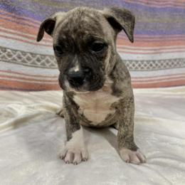 Fawn Brindle Male 3 - Fawn brindle male American Pit Bull Terrier puppy in Nine Mile Falls, Washington from Bartin Kennels