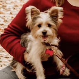 Yorkshire Terriers from Rock City Yorkies