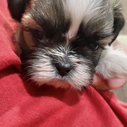 Shih Tzu Puppies from Willow Lane Shih Tzus