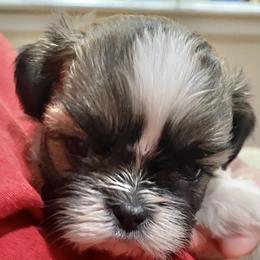 Shih Tzu Puppies from Willow Lane Shih Tzus