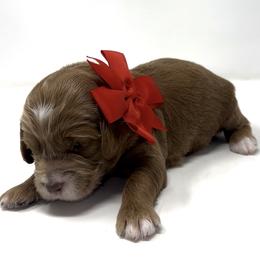 Mr. Red, aka Frost - Red  male Goldendoodle puppy in Culpeper, Virginia from Beechwood Goldendoodles (VA)