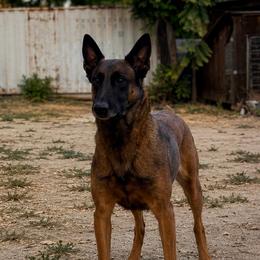 Tasha - Belgian Malinois