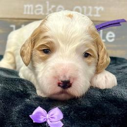 Purple Male - Parti male Goldendoodle puppy in Great Falls, Montana from Montana Goldendoodles