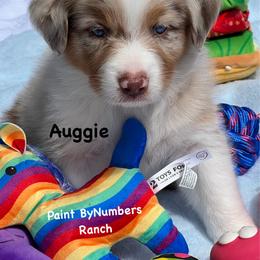 Auggie - Red merle male Australian Shepherd puppy in Magee, Mississippi from Paint ByNumbers Ranch