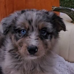 Boy 5 - Blue merle Australian Shepherd puppy in Georgia from Southern Bred Aussies