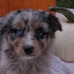 Boy 5 - Blue merle Australian Shepherd puppy in Georgia from Southern Bred Aussies