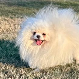 Thumper - Pomeranian