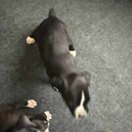 Boy 2 - White male Boxer puppy in Lakeland, Florida from Cote's Boxers