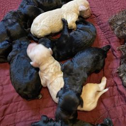 Goldendoodle and Poodle Puppies from Bracha Poodles & Doodles