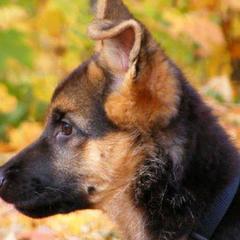 German Shepherds from Vom Has Rebock