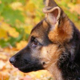 German Shepherds from Vom Has Rebock