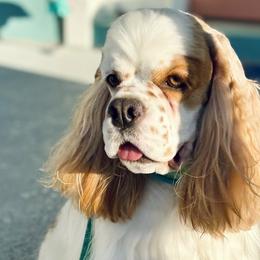 Cocker Spaniels from Nautilus Cockers