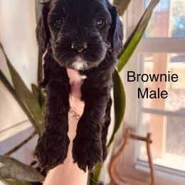 Brownie - Black and white male Cavapoo puppy in Statesville, North Carolina from Circle T Ranch K9s