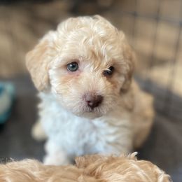 Lexi -TOY - Cream female Poodle puppy in Purdy, Missouri from The Dynasty