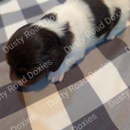 Lucas - Chocolate and tan male Dachshund puppy in Blanchard, Oklahoma from Dusty Road Doxies