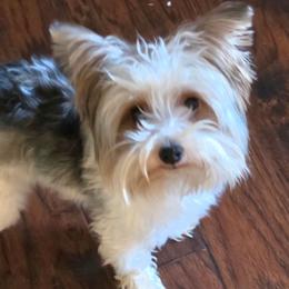 Chloe - Yorkshire Terrier
