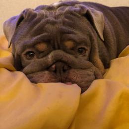 Bulldogs from Thompson Pack