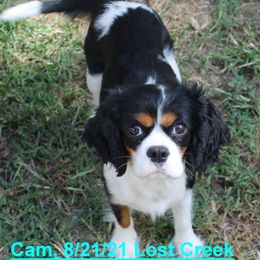 Cam - Cavalier King Charles Spaniel
