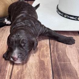 Reba mcEntire - Chocolate female Labradoodle puppy in Kingston, Georgia from CC Familydoodles