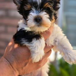 Cady Heron - Black tan and white female Biewer Terrier puppy in El Paso, Texas from BabyCake Biewers