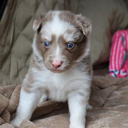 Pink Collar - Lilac merle female Border Collie puppy in Courtland, Alabama from C Bar C Ranch Border Collies
