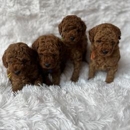 Poodle Puppies from Sakura Poodles