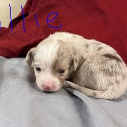 Millie - Red merle female Toy Australian Shepherd puppy in College Station, Texas from South Paw Toy Aussies