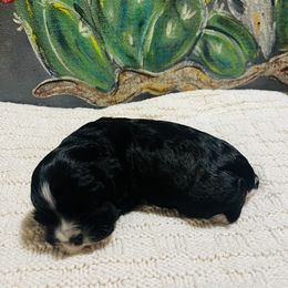 Cocker Spaniel Puppies from 4D
