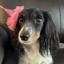 Marbles - Dachshund