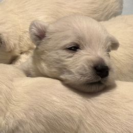 West Highland White Terrier Puppies from C&C Westies