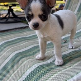 Roary - Chihuahua
