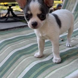 Roary - Chihuahua