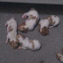 Brittany Puppies from Center Ridge Brittanys