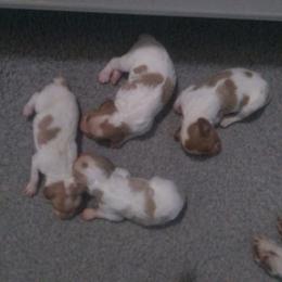 Brittany Puppies from Center Ridge Brittanys