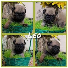 Leo - Fawn male Pug puppy in Winter Haven, Florida from Lisa's Pugalicious Pugs