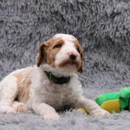 Poodle Puppies from Absolutely Pampered Poodles