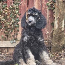Pax - Phantom male Poodle puppy in New York from Powder Puff Poodles