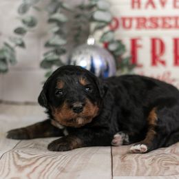 Sinai - friendly female - Phantom female Bernedoodle puppy in Eureka, Illinois from Joley Aire Family Dogs