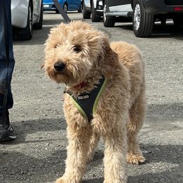 Copper - Goldendoodle