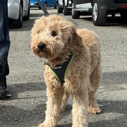 Copper - Goldendoodle