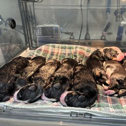 Boy 1 - Black, white and red male Greater Swiss Mountain Dog puppy in Knoxville, Maryland from Dahlgren Swissys