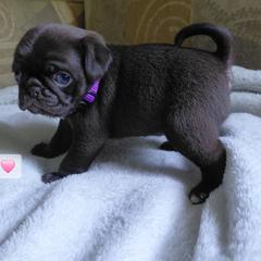 Lake - Cream female Pug puppy in Hartsville, South Carolina from PearlsPlayhousePugs