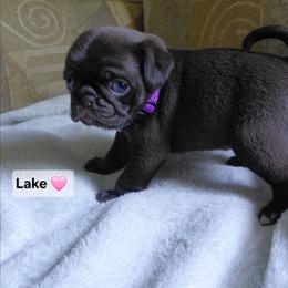 Lake - Cream female Pug puppy in Hartsville, South Carolina from PearlsPlayhousePugs